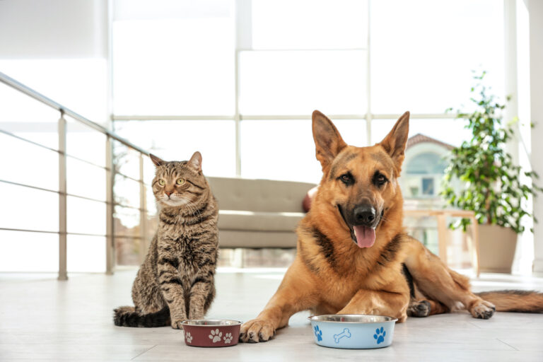 Can Dogs and Cats Share the Same Meals? Understanding the Nutritional Needs of Your Pets