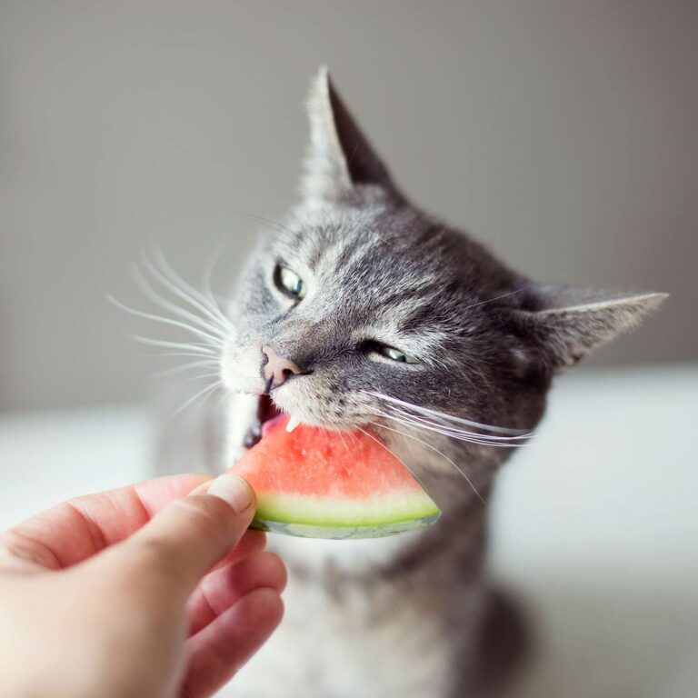 Human Foods Healthy for Cats: A Guide to Safe and Nutritious Treats